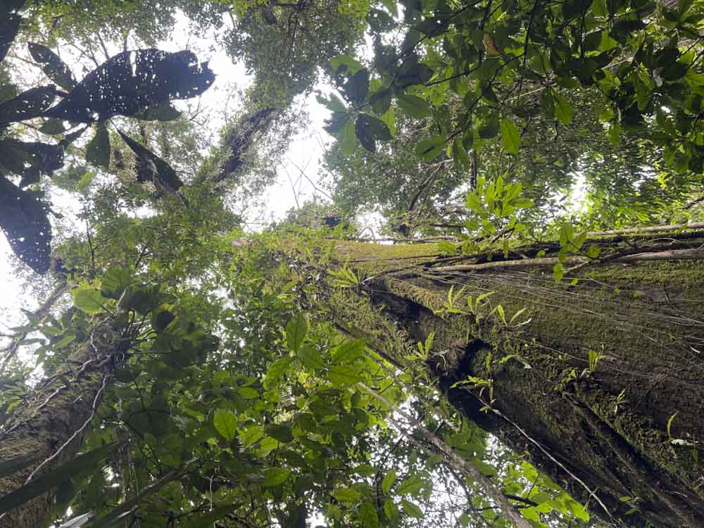 1.MUTATA -AVENTURA - NATURALEZA - CAÑONISMO - BOSQUE - SELVA - ANTIOQUIA - COMUNITARIO - RUTAL 1 (11)