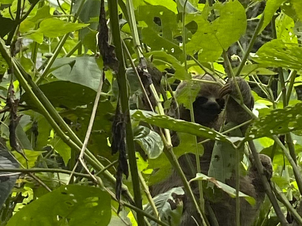 1. AMAZONAS - SELVA - ARBOLES - COLOMBIA - ANIMALES SALVAJES - RIO AMAZONAS - LETICIA (7)