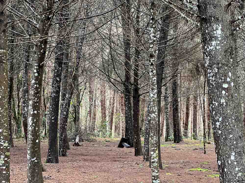 1.SENDERISMO - CAMINATA - ARATOCA- CAÑON - BOSQUE PINO - NATURALEZA - SANTANDER 0 (2)