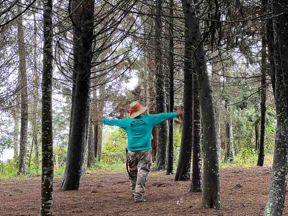 1.SENDERISMO - CAMINATA - ARATOCA- CAÑON - BOSQUE PINO - NATURALEZA - SANTANDER 0 (3)