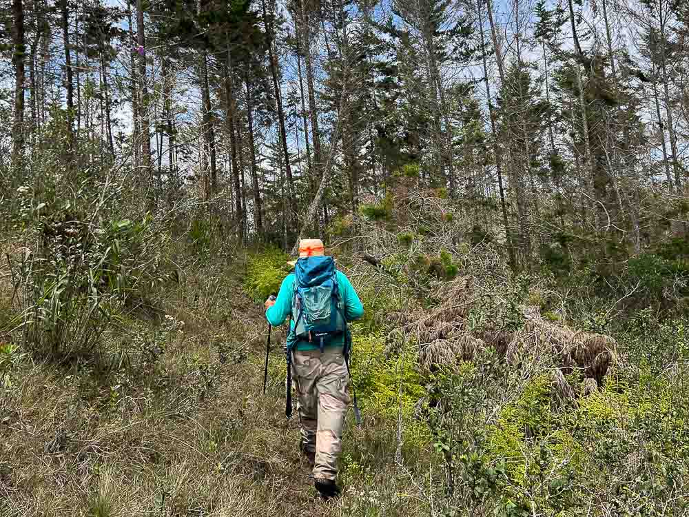 1.SENDERISMO - CAMINATA - ARATOCA- CAÑON - BOSQUE PINO - NATURALEZA - SANTANDER 0 (4)