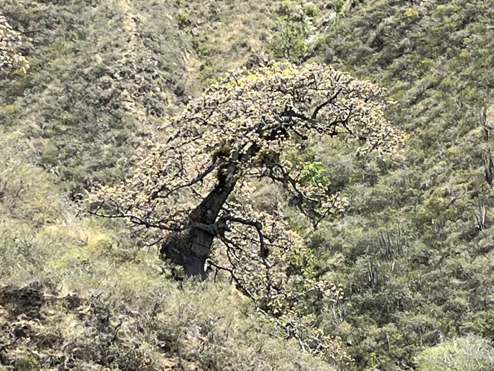 1.SENDERISMO - CAMINATA -UMPALA - CAÑON CHICAMOCHA (8)