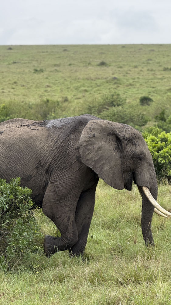 2.KENIA - AFRICA - tanzania - etiopia - elefante - sabana africana - jirafas - masai mara - etnicas africanas 1 (15)