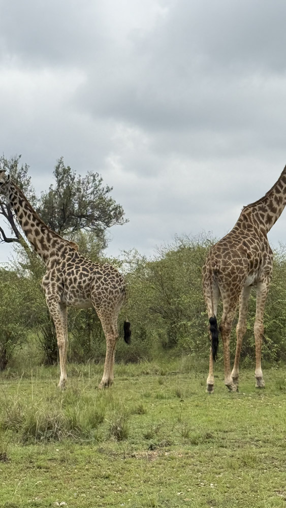 2.KENIA - AFRICA - tanzania - etiopia - elefante - sabana africana - jirafas - masai mara - etnicas africanas 1 (16)