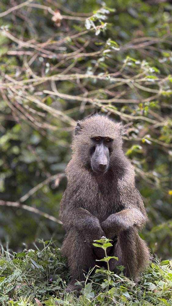 2.KENIA - AFRICA - tanzania - etiopia - elefante - sabana africana - jirafas - masai mara - etnicas africanas 1 (6)