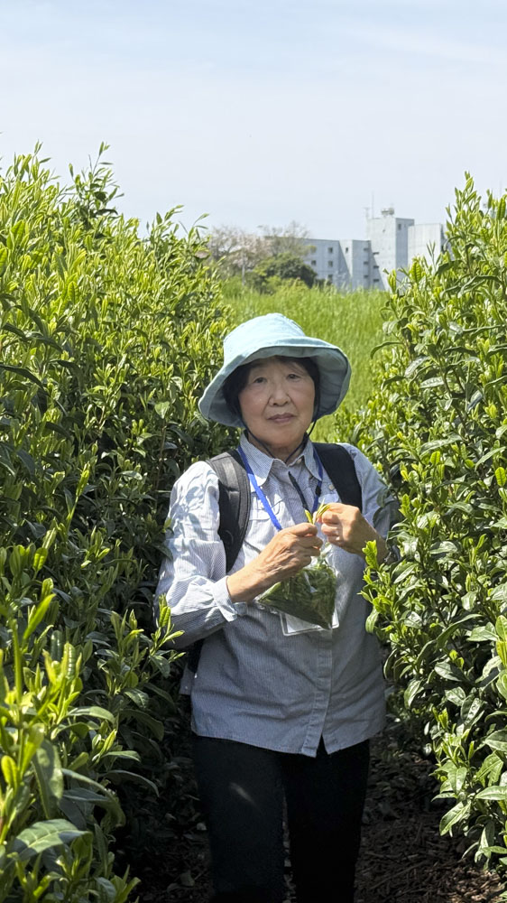 2. japon - korea - asia - cerezos - te - tokio - kioto - seul - corea (25)
